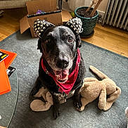 Kat joined the competition — help win amazing prizes! dog, black_dog, bandana, cat_ears, plush_toys, carpet, living_room, plant, cardboard_box, radiator, wooden_floor, smiling, pet_accessories, furniture, indoor, happy, cute, sitting, toy, decor