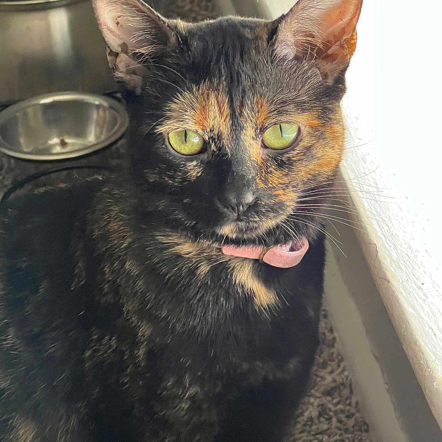 Viola joined the competition — help win amazing prizes! abyssinian, angora, animal, bird, blackcat, bodypart, brasssection, cat, egyptiancat, horn, indoors, kitten, manx, mouth, musicalinstrument, person, pet, sink, teeth, tongue