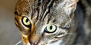 Berlioz a rejoint le concours — aidez-le/la à gagner de superbes lots ! abyssinian, animal, cat, kitten, manx, pet