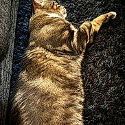 Berlioz participe au concours pour gagner de l'argent avec cette photo : abyssinian, accessories, animal, bodypart, brasssection, cat, collar, couch, furniture, hardwood, homedecor, kitten, manx, mouth, person, pet, siamese, sleeping, tongue, wood