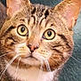 Berlioz participe au concours pour gagner de l'argent avec cette photo : abyssinian, animal, cat, egyptiancat, kitten, manx, pet