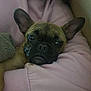 animal, boxer, bulldog, canine, dog, frenchbulldog, person, pet, pitbull, pug, puppy, sleeping