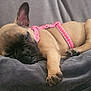 animal, blanket, boxer, bulldog, canine, dog, frenchbulldog, person, pet, pitbull, pug, puppy, sleeping