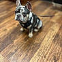 animal, black_harness, brown, closeup, cute, dog, ears, eyes, floor, french_bulldog, fur, grey, indoor, leash, pet, portrait, puppy, sitting, white, wooden_floor