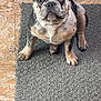 animal, canine, companion, curious, cute, dog, domestic_animal, ears, floor, french_bulldog, indoor, looking_up, marble, merle_coat, paw, pet, puppy, rug, sitting, small_dog