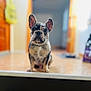 animal, blurred_background, canine, companion, cute, dog, domestic_animal, doorway, ears, face, floor, french_bulldog, front_view, indoor, looking_at_camera, pet, puppy, sitting, small_dog, young