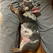 Gizmo joined the competition — help win amazing prizes! puppy, dog, sleeping, grey_sweatpants, legs, wooden_floor, cute, pet, animal, resting, small_dog, spotted, indoor, cozy, relaxed, fur, paw, ears, snout, adorable