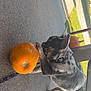 Gizmo is registered to the contest to win money with this photo: dog, puppy, pumpkin, porch, concrete, outdoor, animal, pet, curious, fall, autumn, leaves, grass, collar, side_view, small_dog, daylight, nature, plant, stem
