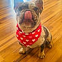 adorable, animal, bandana, closeup, cute, dog, domestic_animal, ears, french_bulldog, fur, hearts, indoor, licking, nose, pet, playful, puppy, red, sitting, wooden_floor