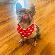 Gizmo joined the competition — help win amazing prizes! adorable, animal, bandana, companion, cute, dog, french_bulldog, hearts, indoor, licking, light, pet, playful, puppy, red_bandana, sitting, small_dog, tongue, warm, wooden_floor