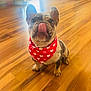 adorable, animal, bandana, companion, cute, dog, french_bulldog, hearts, indoor, licking, light, pet, playful, puppy, red_bandana, sitting, small_dog, tongue, warm, wooden_floor