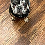 animal, black_and_white, canine, close_up, curious, cute, dog, ears, floor, french_bulldog, harness, indoor, leash, looking_up, pet, puppy, sitting, spotted, wood_floor, young