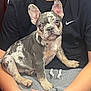 french_bulldog, puppy, dog, pet, lap, person, black_shirt, nike_logo, gray_sweatpants, indoor, cute, animal, sitting, young_dog, short_hair, ears_up, looking_at_camera, domestic_animal, companion, relaxed