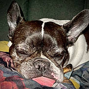Esmee a rejoint le concours — aidez-le/la à gagner de superbes lots ! animal, bodypart, bostonbull, boxer, bulldog, canine, dog, frenchbulldog, mouth, person, pet, pitbull, puppy, sleeping, tongue