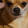 chihuahua, dog, pet, animal, close_up, portrait, brown_fur, tan_fur, large_ears, pointed_ears, dark_eyes, black_nose, whiskers, small_dog, indoor, sitting, couch, wood_floor, facial_expression, companion_animal