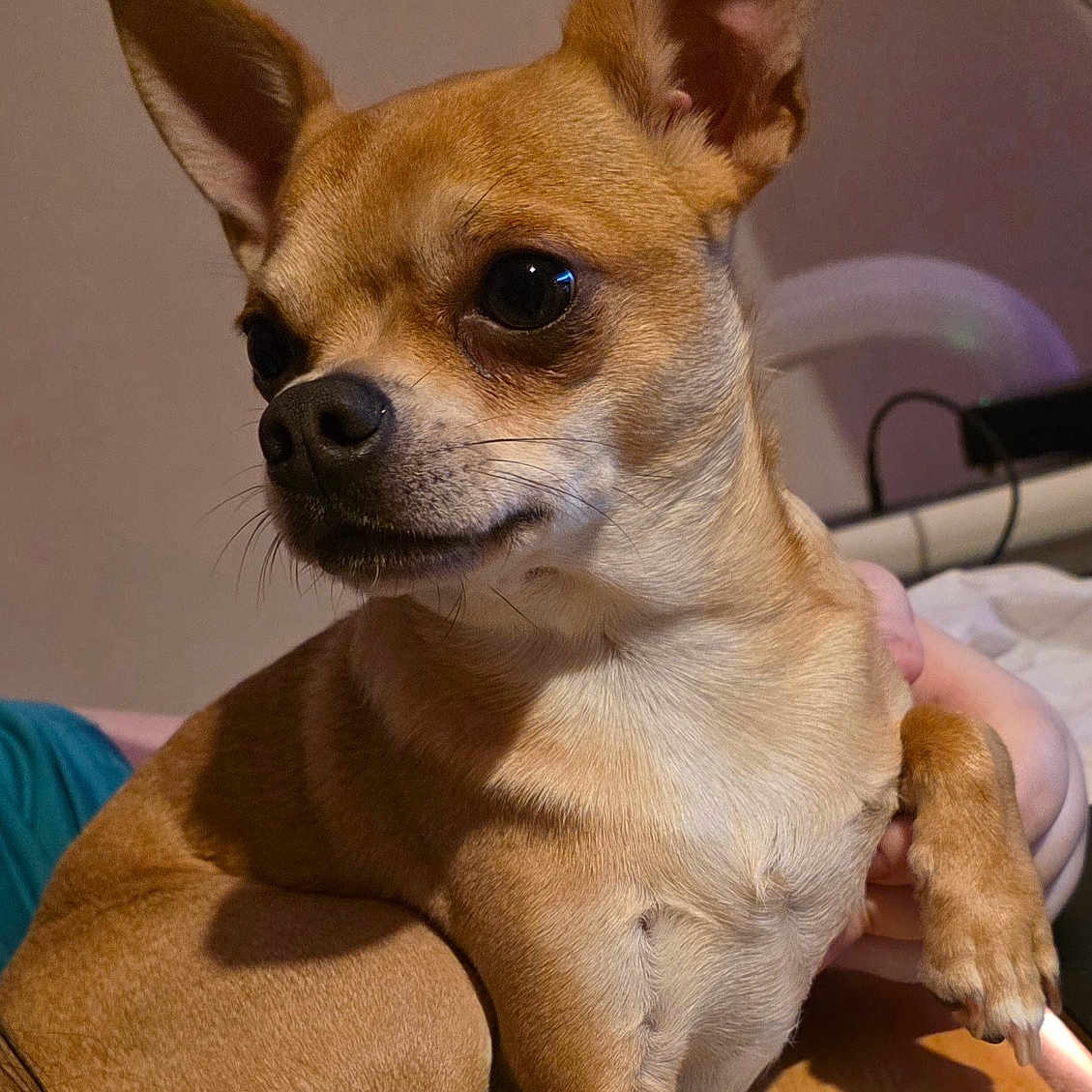 Achille a rejoint le concours — aidez-le/la à gagner de superbes lots ! chihuahua, dog, pet, tan_fur, small_dog, pointed_ears, upright_ears, black_nose, dark_eyes, sitting, indoor, table, wood_surface, person, cozy, portrait, closeup, animal, brown_fur, candid