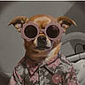 Achille a rejoint le concours — aidez-le/la à gagner de superbes lots ! dog, pet, small_dog, brown_dog, sunglasses, floral_shirt, clothing, dressed_pet, portrait, close_up, indoors, sitting, facing_camera, funny, fashion, accessory, ears, nose, animal, playful