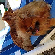 Funny a rejoint le concours — aidez-le/la à gagner de superbes lots !