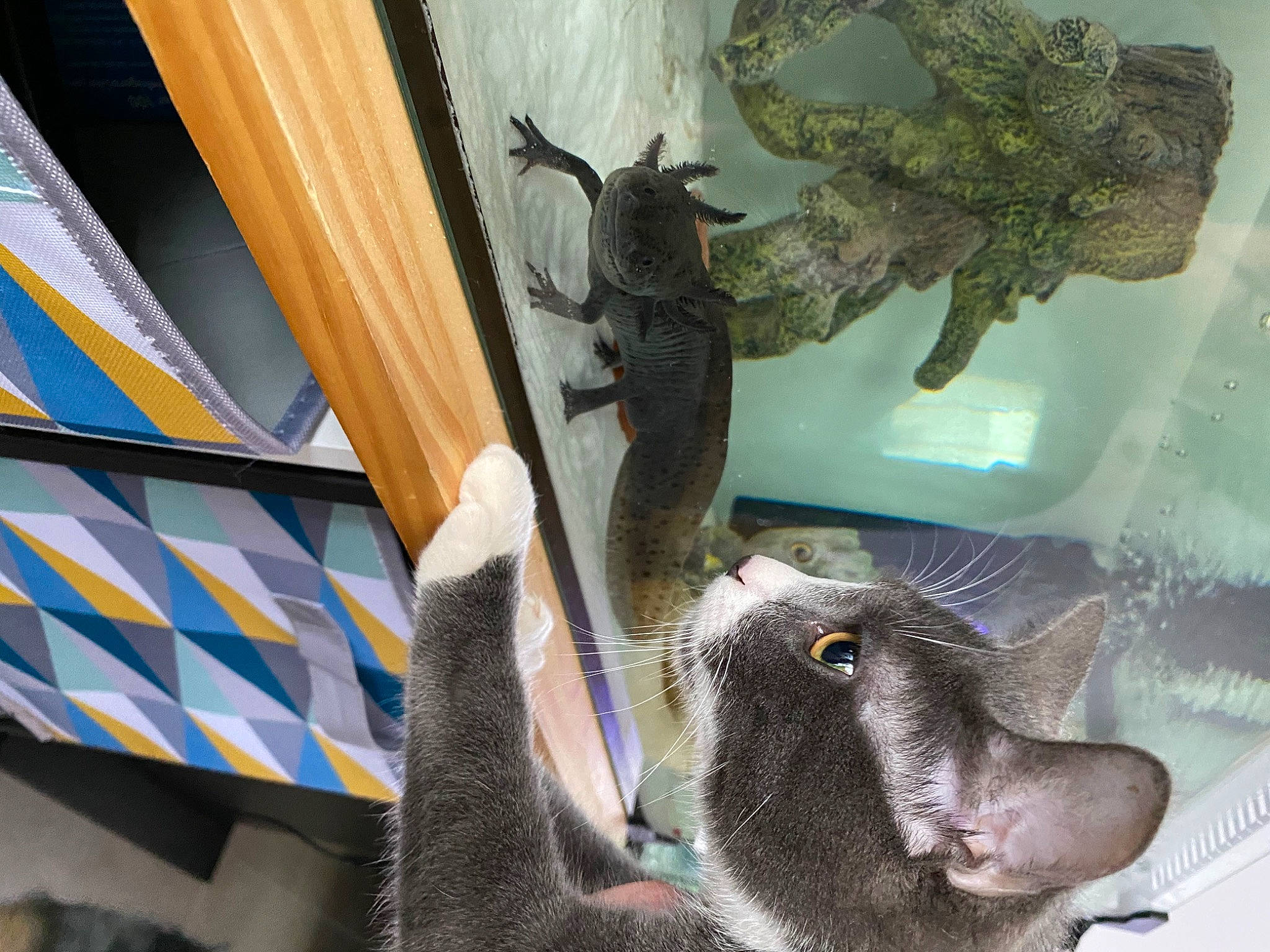 Krokmou participe au concours pour gagner de l'argent avec cette photo : fur, interior_design, russian_blue