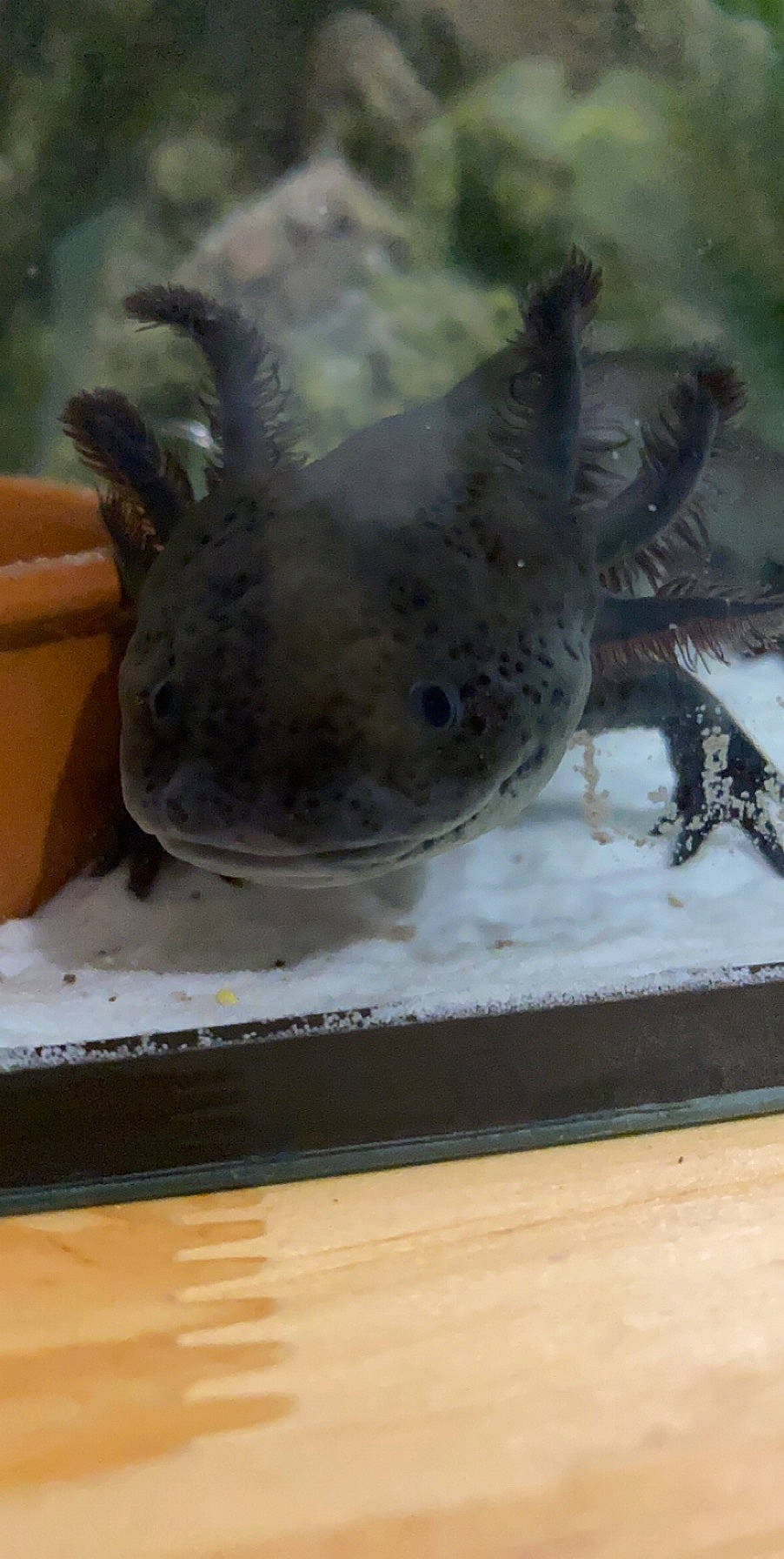 Krokmou participe au concours pour gagner de l'argent avec cette photo : amphibian, axolotl, fish, mole_salamander