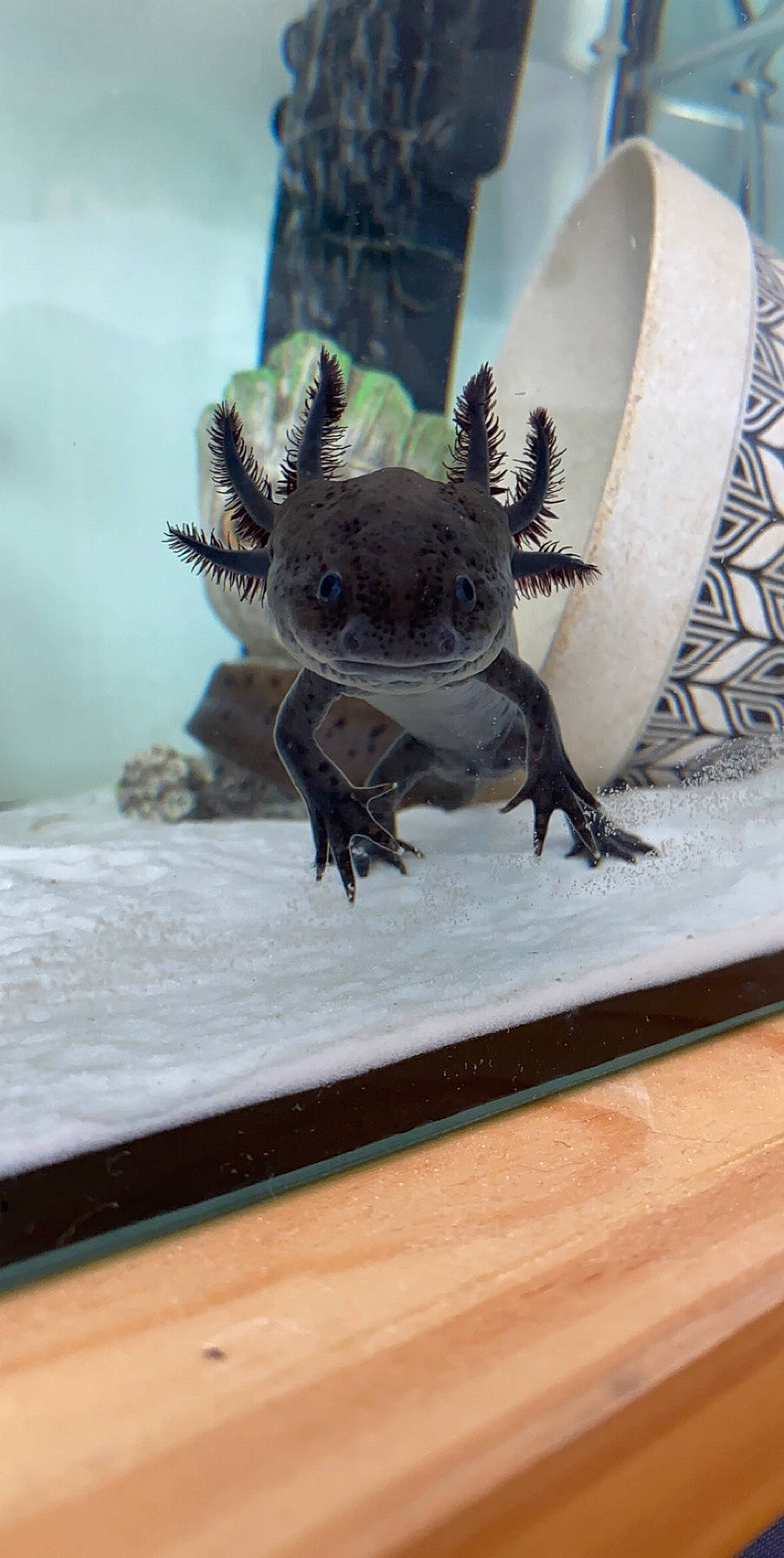 Krokmou participe au concours pour gagner de l'argent avec cette photo : amphibian, axolotl, claw, mole_salamander, organism, reptile, salamander, vertebrate