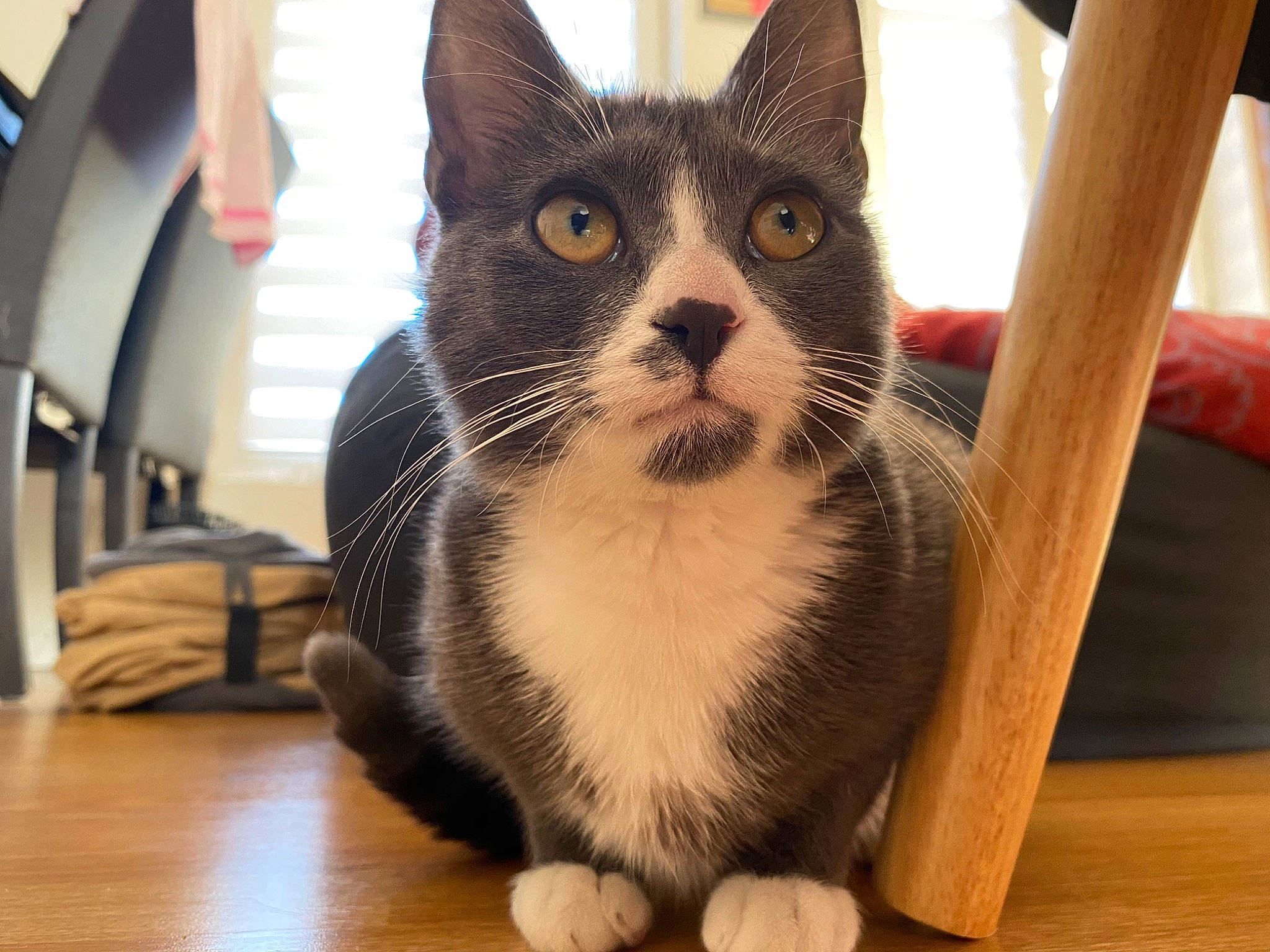 Ella participe au concours pour gagner de l'argent avec cette photo : aegean_cat, american_shorthair, american_wirehair, asian, carnivore, cat, domestic_short_haired_cat, european_shorthair, felidae, fur, kitten, mammal, paw, polydactyl_cat, small_to_medium_sized_cats, snout, whiskers