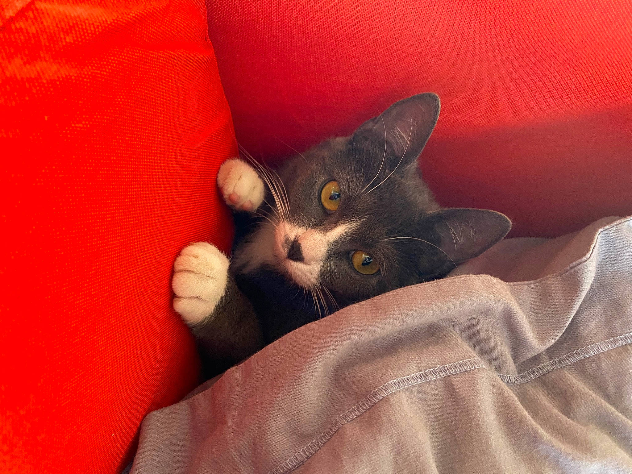 Ella a rejoint le concours — aidez-le/la à gagner de superbes lots ! asian, british_shorthair, carnivore, cat, chartreux, domestic_short_haired_cat, felidae, kitten, korat, mammal, russian_blue, small_to_medium_sized_cats, snout, whiskers