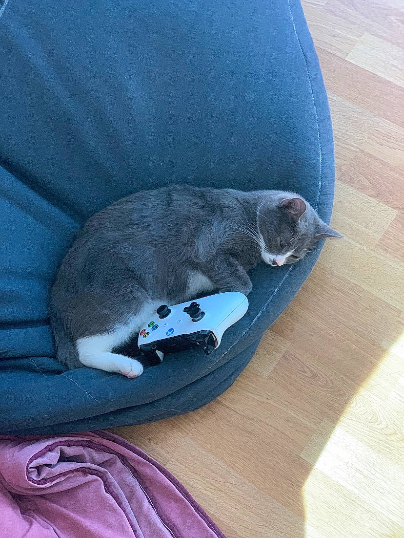 Ella a rejoint le concours — aidez-le/la à gagner de superbes lots ! british_shorthair, carnivore, cat, cat_bed, cat_supply, chartreux, comfort, domestic_short_haired_cat, felidae, kitten, korat, nap, russian_blue, small_to_medium_sized_cats, snout, whiskers