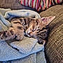 kitten, cat, sleeping, blanket, cozy, couch, tabby, fur, paw, relaxation, indoor, pet, cute, resting, soft, comfort, animal, young, closeup, feline