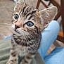 Loki joined the competition — help win amazing prizes! kitten, cat, tabby, blue_eyes, close_up, pet, animal, whiskers, fur, paws, indoor, curious, sitting, person_lap, blurred_background, furniture, litter_box, cute, young, domestic_cat
