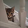 Loki joined the competition — help win amazing prizes! kitten, cat, tabby, stairs, wooden_railing, carpet, curious, peeking, indoor, pet, animal, small, cute, feline, whiskers, ears, eyes, home, young, playful