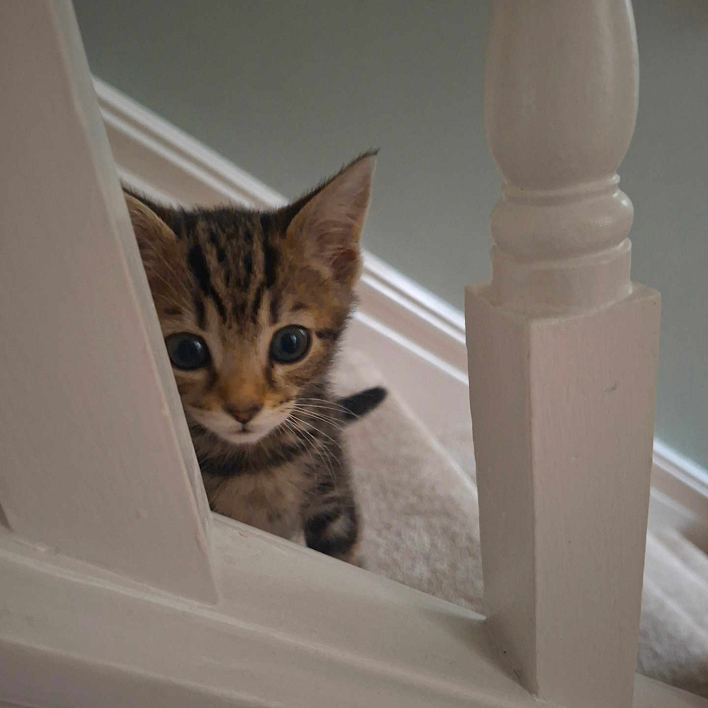 Loki joined the competition — help win amazing prizes! animal, carpet, cat, curious, cute, ears, eyes, feline, home, indoor, kitten, peeking, pet, playful, small, stairs, tabby, whiskers, wooden_railing, young