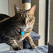 Misty Blue joined the competition — help win amazing prizes! cat, tabby, pet, animal, portrait, sitting, cat_tree, scratching_post, collar, tag, blue_tag, whiskers, green_eyes, pointed_ears, striped_fur, indoor, window, sunlight, fluffy_bed, alert