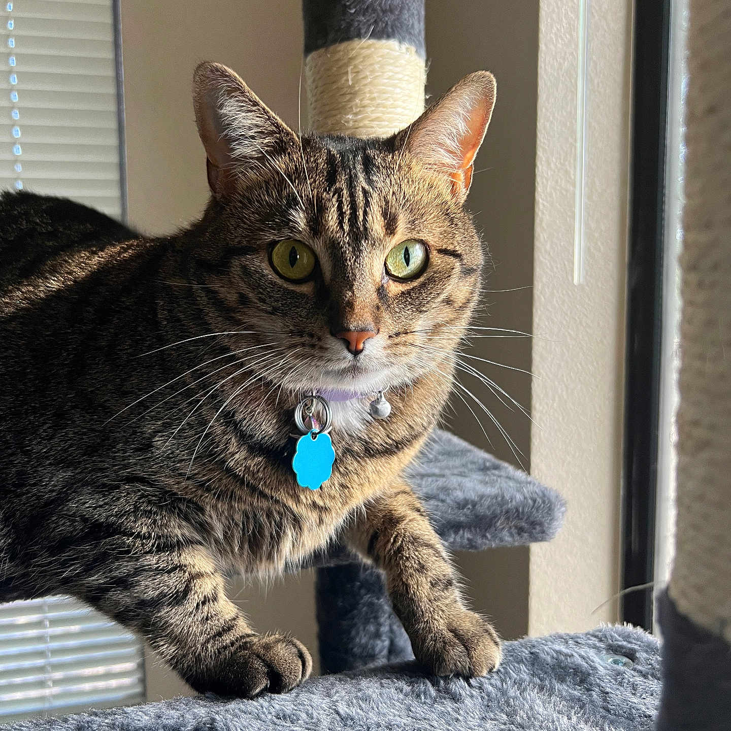 Misty Blue joined the competition — help win amazing prizes! cat, tabby, pet, animal, portrait, sitting, cat_tree, scratching_post, collar, tag, blue_tag, whiskers, green_eyes, pointed_ears, striped_fur, indoor, window, sunlight, fluffy_bed, alert