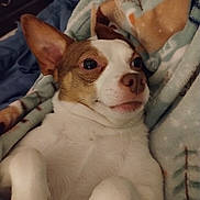 Peanut joined the competition — help win amazing prizes! dog, pet, blanket, indoor, cozy, fur, resting, cute, small_dog, ears, nose, paws, closeup, animal, comfort, home, relaxed, lying_down, winter, pattern