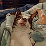 Peanut is registered to the contest to win money with this photo: dog, blanket, indoor, bedroom, cozy, pet, fur, ears, face, snuggled, comfort, resting, cute, animal, expression, brown, white, soft, sleepy, domestic