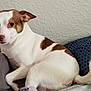 Peanut is registered to the contest to win money with this photo: dog, small_dog, white_dog, brown_spots, pet, indoor, bed, pillow, resting, curious_look, animal, canine, fur, tail, ears, cute, companion, domestic_animal, relaxed, home