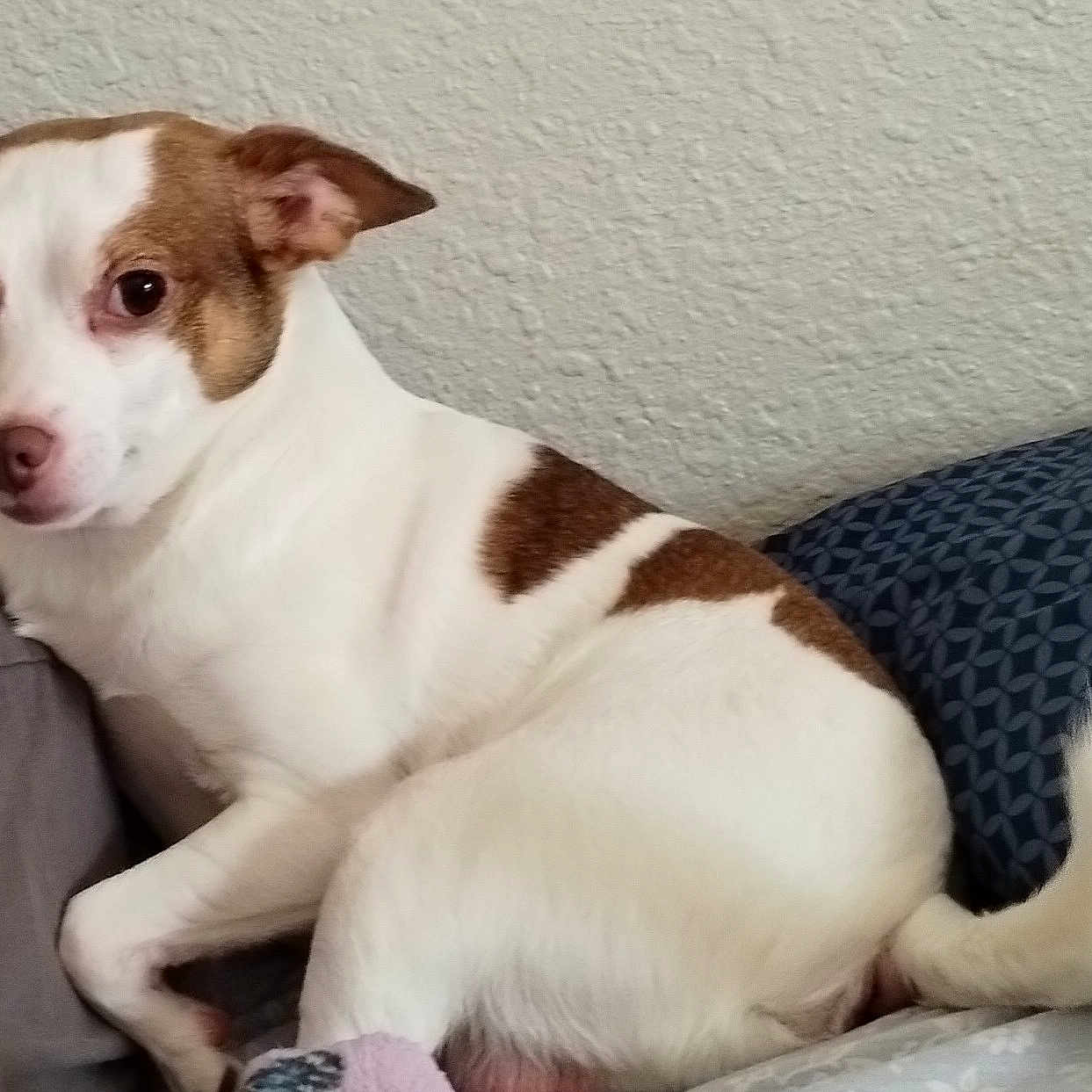 Peanut is registered to the contest to win money with this photo: animal, bed, brown_spots, canine, companion, curious_look, cute, dog, domestic_animal, ears, fur, home, indoor, pet, pillow, relaxed, resting, small_dog, tail, white_dog