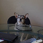 Teddy Bear joined the competition — help win amazing prizes! calm, chair, dog, domestic_animal, ears, face, fur, glass_table, glasses, indoor, looking_up, office, papers, pet, reflection, remote_control, smartphone, table, technology, wall