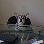 calm, chair, dog, domestic_animal, ears, face, fur, glass_table, glasses, indoor, looking_up, office, papers, pet, reflection, remote_control, smartphone, table, technology, wall