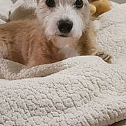 Rugrat is registered to the contest to win money with this photo: dog, pet, animal, cute, ears, fur, blanket, bed, cozy, indoor, snuggled, white, texture, portrait, looking, nose, face, small, brown, adorable