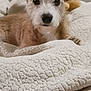 dog, pet, animal, cute, ears, fur, blanket, bed, cozy, indoor, snuggled, white, texture, portrait, looking, nose, face, small, brown, adorable
