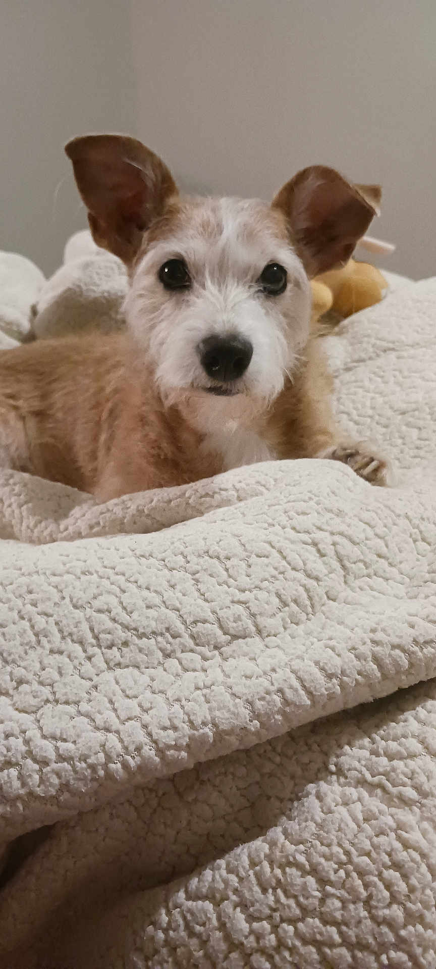 Rugrat is registered to the contest to win money with this photo: dog, pet, animal, cute, ears, fur, blanket, bed, cozy, indoor, snuggled, white, texture, portrait, looking, nose, face, small, brown, adorable
