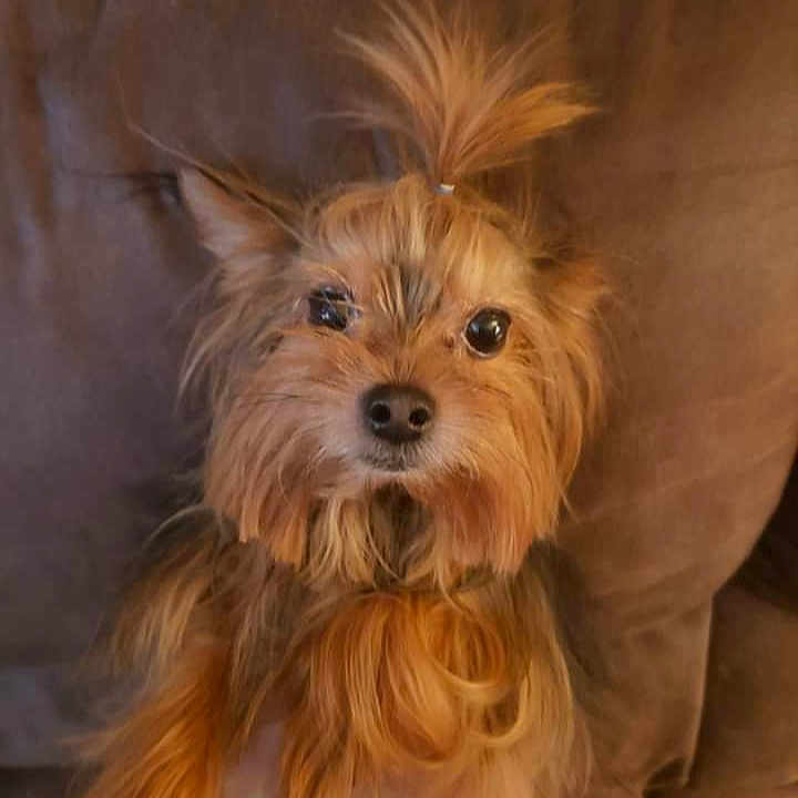 Chewy