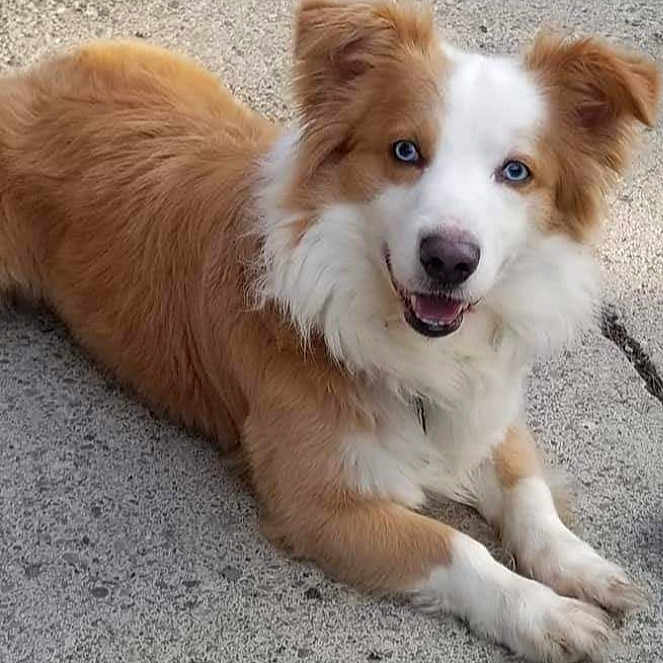 Cody Bear