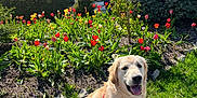 Otto joined the competition — help win amazing prizes! dog, golden_retriever, leash, grass, flowers, tulips, garden, house, outdoor, sunny, greenery, pet, canine, spring, nature, smiling, sitting, daytime, shrub, tree