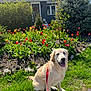 dog, golden_retriever, leash, grass, flowers, tulips, garden, house, outdoor, sunny, greenery, pet, canine, spring, nature, smiling, sitting, daytime, shrub, tree