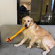 Otto joined the competition — help win amazing prizes! dog, golden_retriever, pet, indoor, couch, toy, chew_toy, living_room, furniture, window, reflection, canine, domestic_animal, sitting, playful, fur, animal, companion, home, relaxed