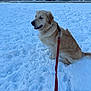 Otto is registered to the contest to win money with this photo: dog, golden_retriever, snow, leash, outdoor, parked_cars, winter, canine, pet, animal, cold, fur, sitting, daylight, nature, mammal, happy, quiet, playful, walk