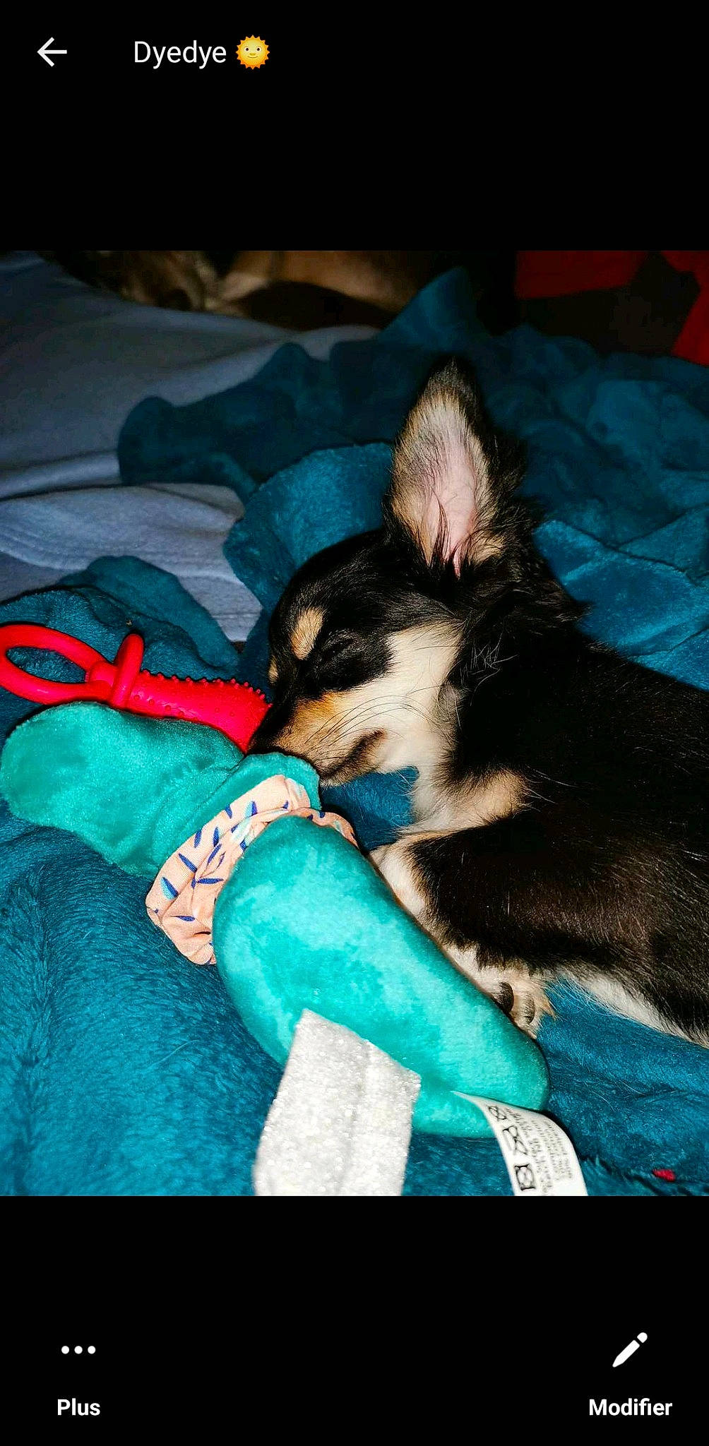 Charlie a rejoint le concours — aidez-le/la à gagner de superbes lots ! canidae, carnivore, comfort, companion_dog, dog, dog_breed, dog_supply, electric_blue, fawn, flash_photography, foot, fur, herding_dog, human_leg, lap, paw, sitting, sporting_group, toy_dog, whiskers